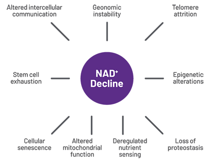 NAD+ Decline