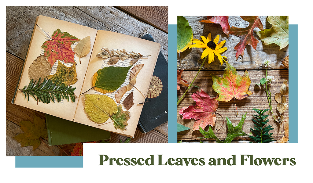 Pressed Leaves and Flowers