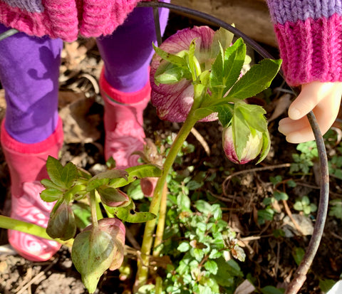 Lenten rose buds being examined by an 18-inch Canadian Girl doll on Salt Spring Island, BC.