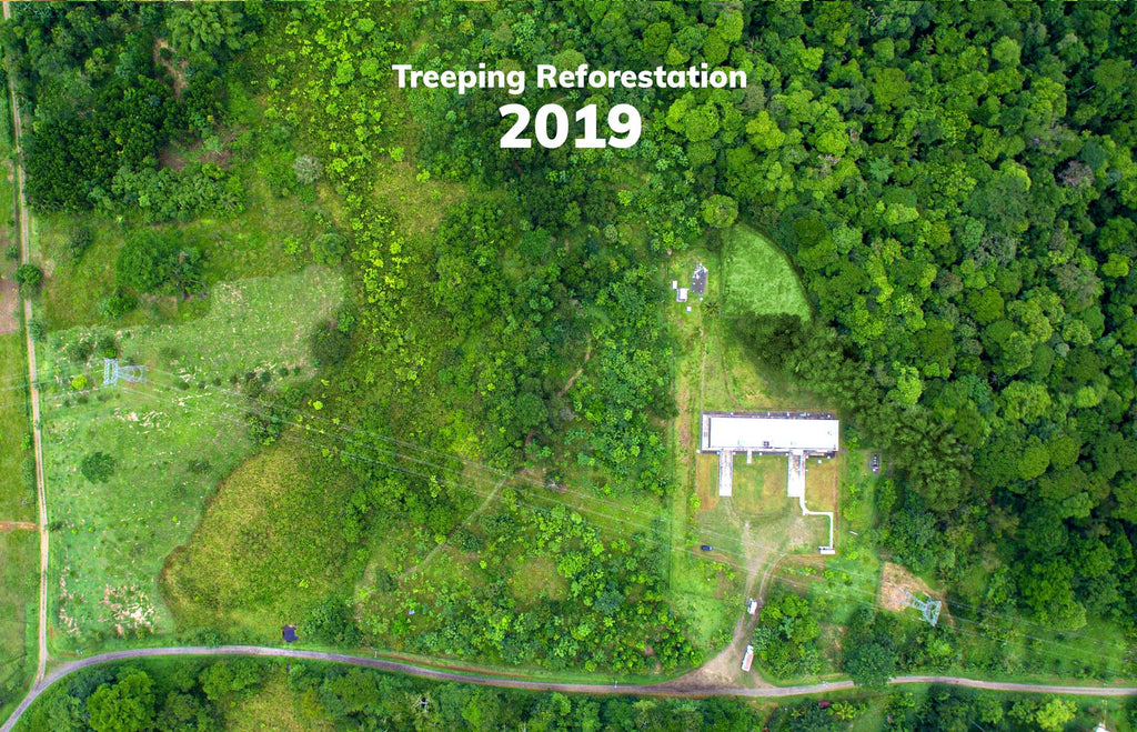 Treeping Reforestation 2021