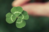 Lucky Clover