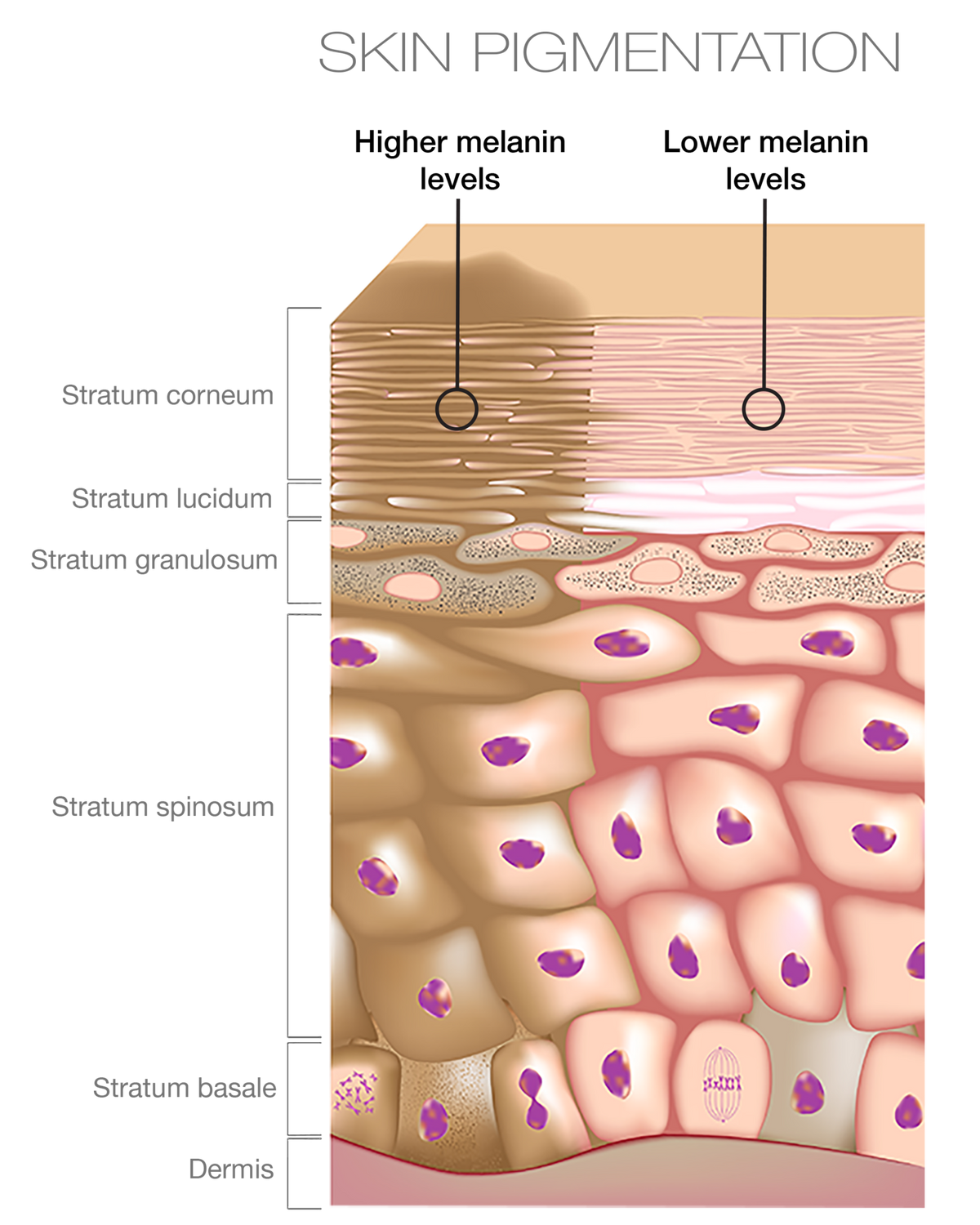 Пигмент кожи меланин находится. Схема строения эпидермиса. Меланоциты меланин кожа. Строение кожи меланин. Эпидермис пигмент меланин.