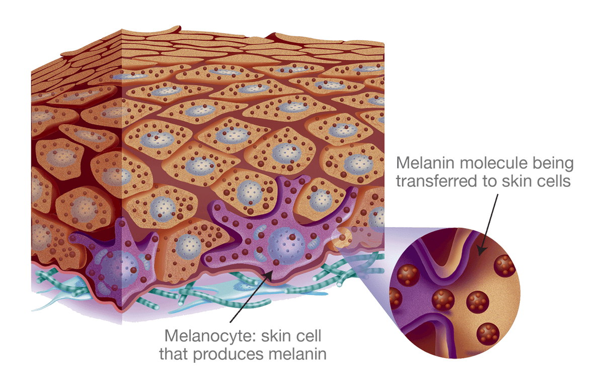 Melanin 101 AVYA Skincare