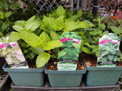 varieties of mint