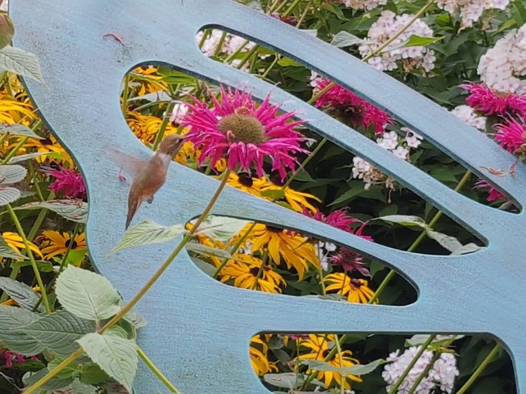 Hummingbird and bee balm flower