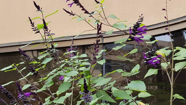 Purple salvia attracts hummingbirds