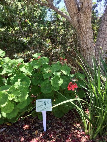 Listen for lorikeets in the bottlebrush tree - garden activity signs