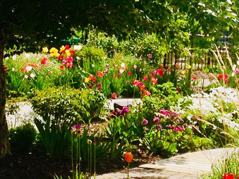 Tulips at Alberta Children's Hospital