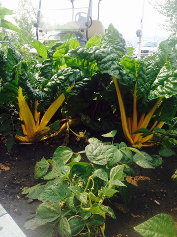 Kid's veggie garden at Alberta Children's Hospital