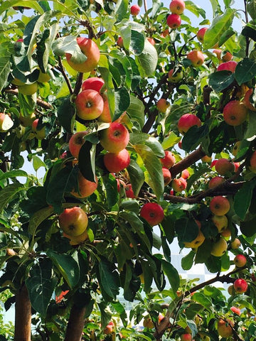 Ripe apples at Alberta Children's Hospital