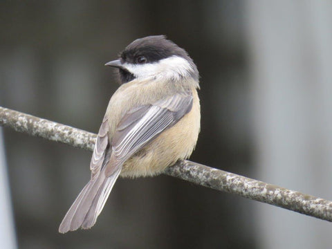 Black-capped chickadee