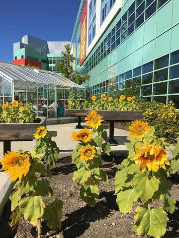 Sunflowers planted by kids at Alberta Children's Hospital