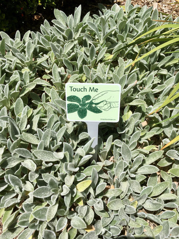 Touch the soft lambs ear leaves - garden activity signs