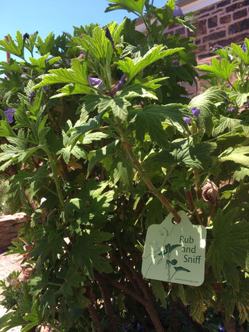 Lemon-scented geranium, Urrbrae House, rub and sniff plant tag