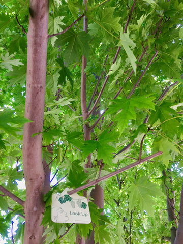 Look up into maple tree - garden activity signs