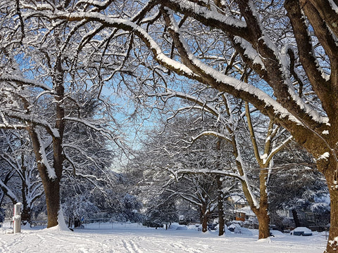 City park with large trees branches lined with snow