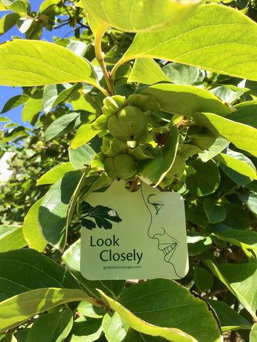 Look closely at persimmon fruit - garden activity sign