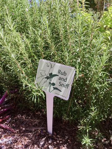 Rosemary plant & Rub and Sniff Garden Activity Sign