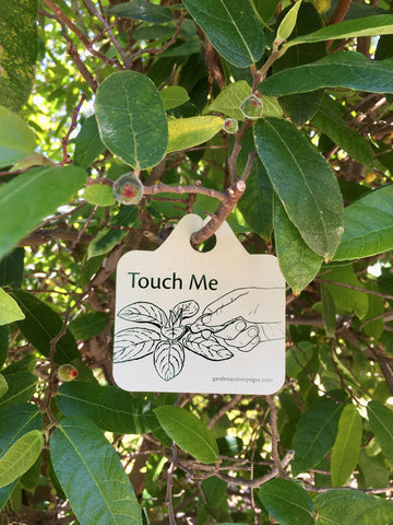 Touch the sandpaper fig leaves - garden activity signs