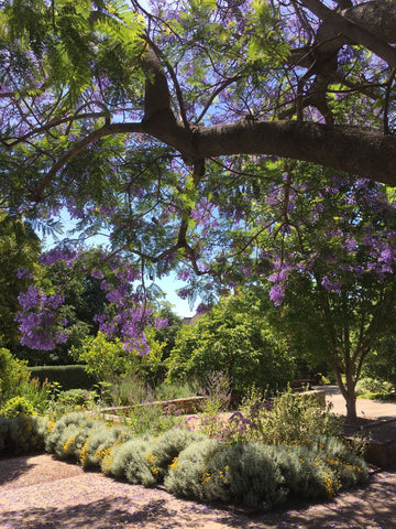 Jacaranda tree in Urrbrae Sensory Garden, South Australia