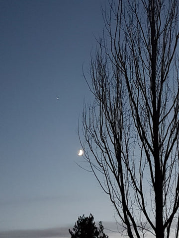 moon, star and tree against dark blue sky