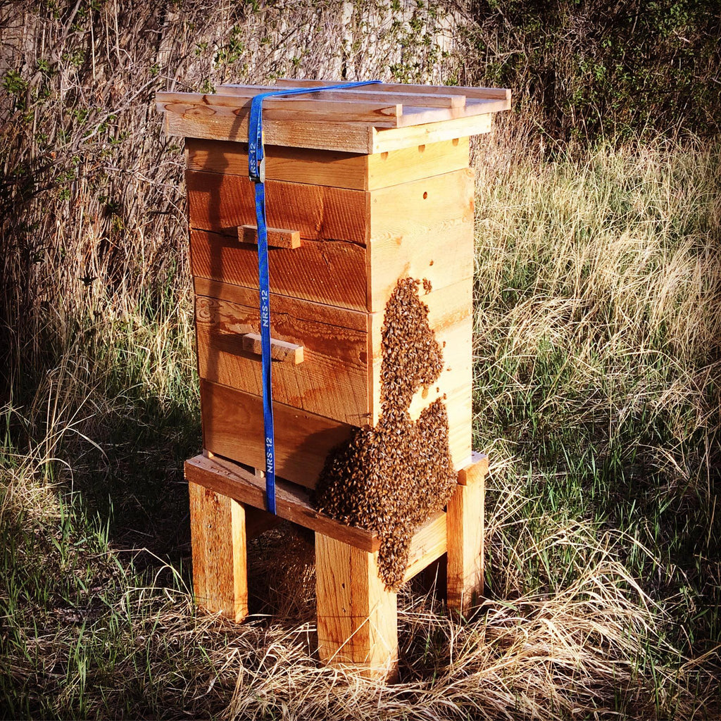 A Swarm Chose an Empty Bee Tree Hive – Bee Tree Hives