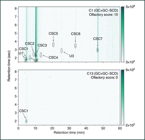 Figure 4. Data showing many more CSCs in a gassy strain than a non-gassy strain. Bacio Gelato (C1), has numerous CSCs present, whereas Black Jack (C13) does not, indicating that the potent, gassy aroma of Bacio is due to these CSCs.