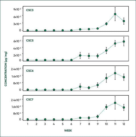 Change in CSC concentrations as a function of cannabis plant growth. These data show that CSCs increase substantially during the final weeks of flowering into curing.