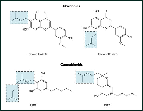 Prenylated secondary metabolites in cannabis. The reason for why cannabis produces so many compounds with this functional group should be further explored.