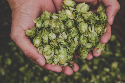 Beer gets much of its flavor from the terpene-dense hops plant - AbstraxTech