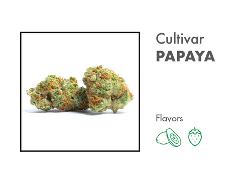 Cultiver Papaya