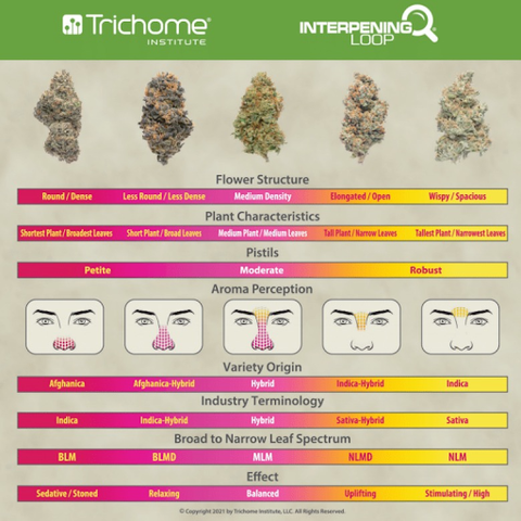 Interpeners can evaluate the quality and effects of cannabis | Abstrax Tech