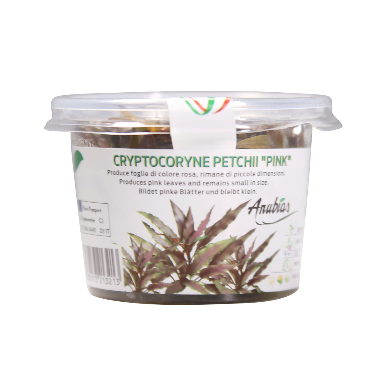 Cryptocoryne petchii 'pink' Tissue Culture Cup