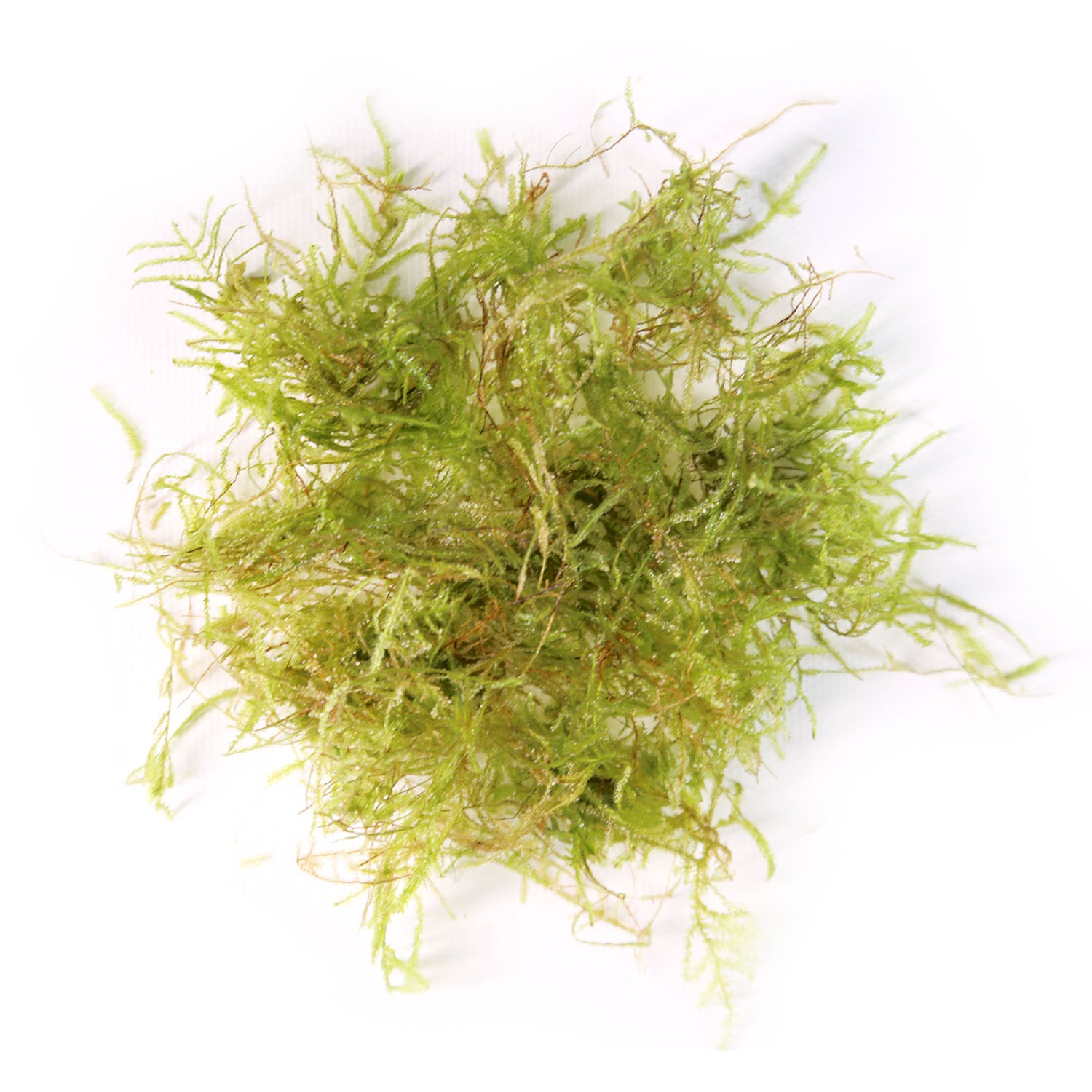 Taiwan Moss 'Taxiphyllum Taiwan' Portion – SR Aquaristik.com
