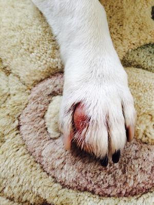 what causes cysts in dogs paws