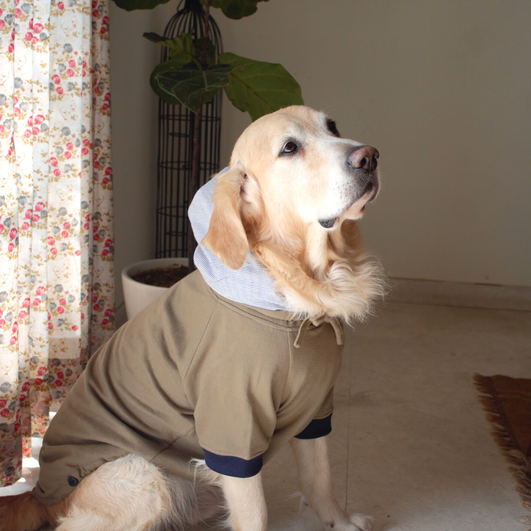 labrador clothes for winter