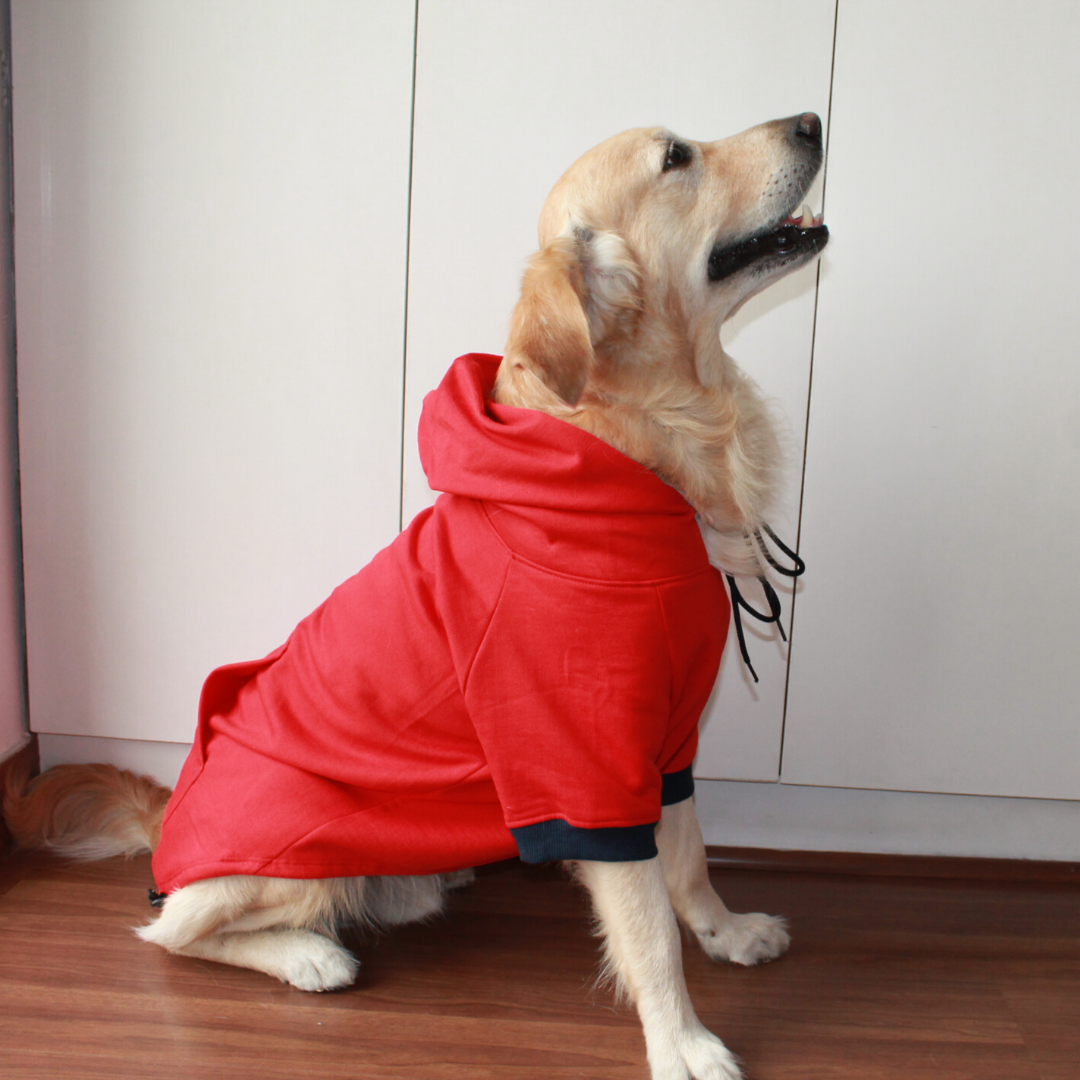 brown shirt for dog