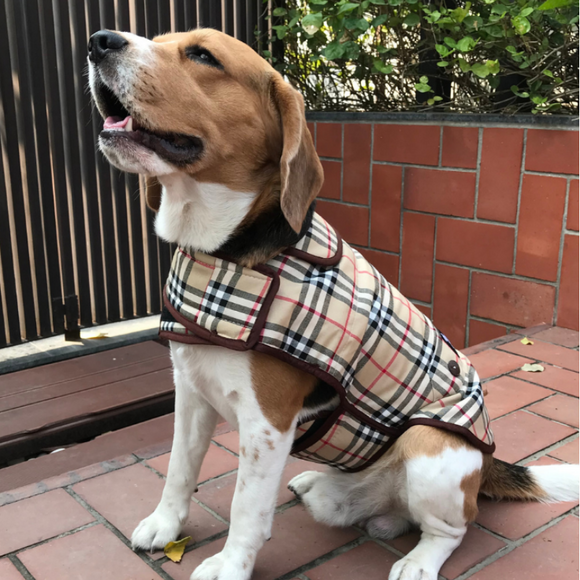 burberry dog raincoat