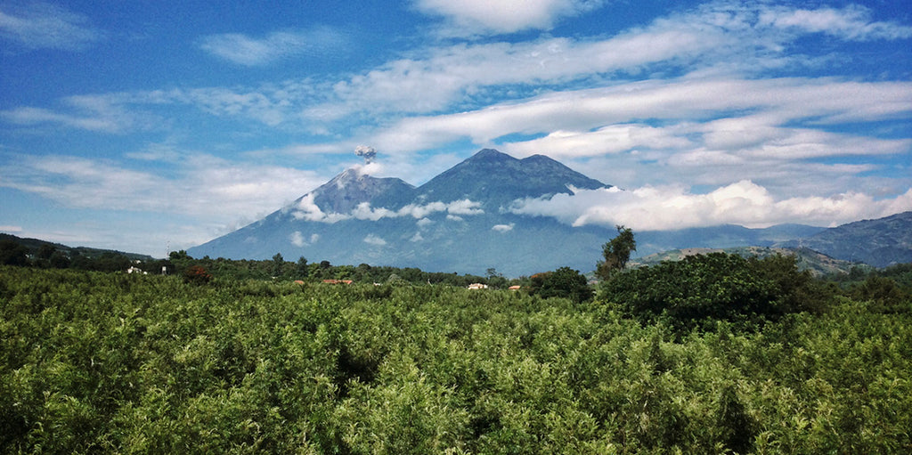 Guatemalan, Finca El Retiro Coffee Farm