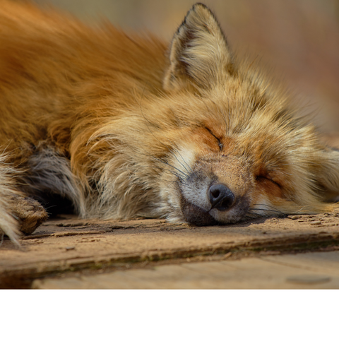 Fiora the fox sleeping