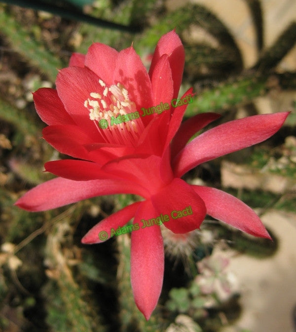 Diso / Aporo Cactus Flagriformis - 339 A10