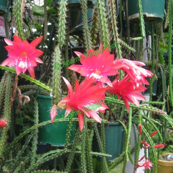 Aporophyllum Edna Bellamy - 521 A11 - Adam's Jungle Cacti