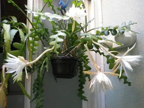 Epiphyllum Anguliger - 516 EP6 - Adam's Jungle Cacti