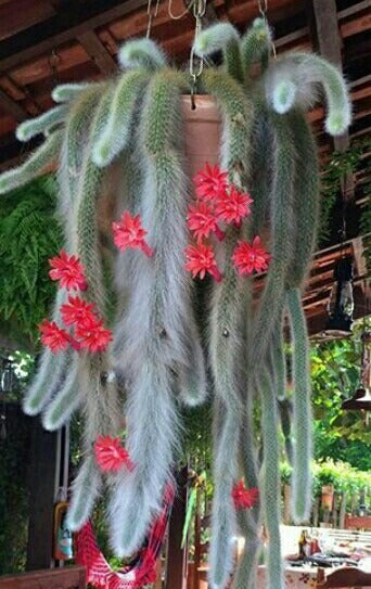 Monkey Tail Cactus - A20 - Adam's Jungle Cacti