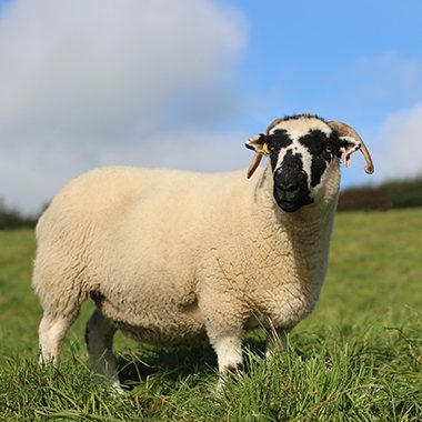 Lonk Sheep on a hill side