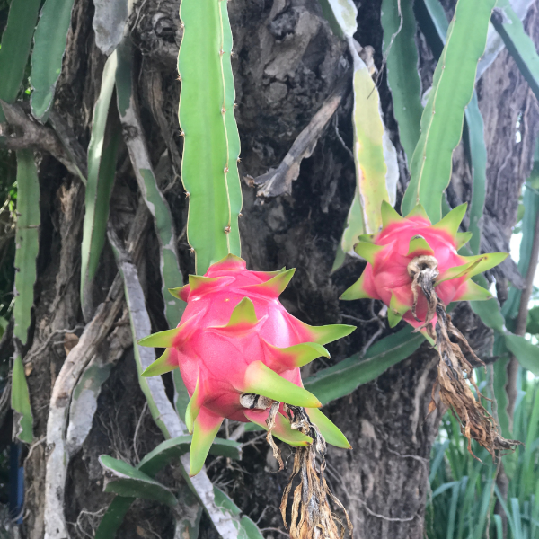 Dragon Fruit Purple Flesh Red Pitaya Single Piece Sharbatly Club