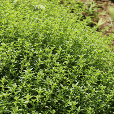 1 bunch fresh thyme to dried