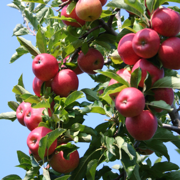 Fresh Natural Fuji Apples with Taste of very Sweet & Crispy Produced i –  Export Network