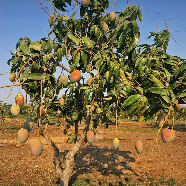 Mangos, Keitt, 3.5 kg carton | Sharbatly.Club