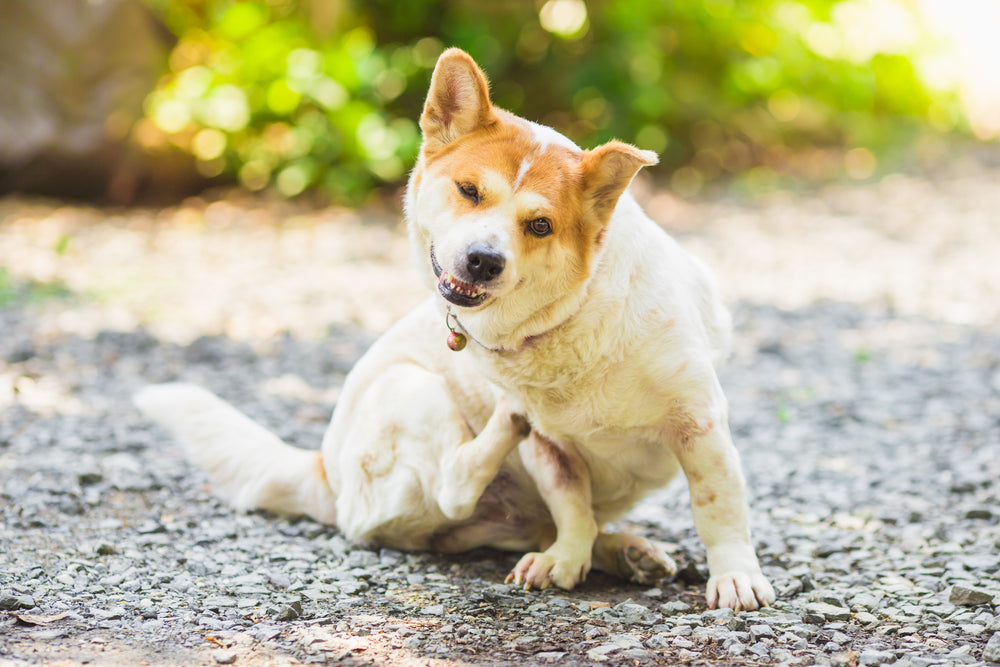 can you build up an immunity to dog allergies